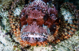 Maldives 2021 - Tasseled scorpionfish - Poisson scorpion a houpe - Scorpaenopsis oxycephala - DSC00357_rc